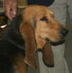 Photo Bruno Saint-Hubert Français