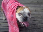 Gurly - Bouledogue Anglais (6 ans)
