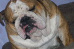 Jack - Bouledogue Anglais Mâle (2 ans)