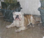 bouboule - Bouledogue Anglais M&acirc;le (3 ans)