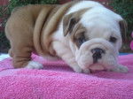 caliur - Bouledogue Anglais Mâle (3 mois)