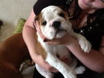 harley - Bouledogue Anglais (4 mois)