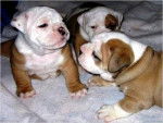 Lucky , Max , Todd - Bouledogue Anglais M&acirc;le (2 mois)