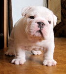 harry snowman - Bouledogue Anglais Mâle (2 mois)