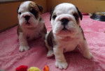harley et son frere - Bouledogue Anglais (1 mois)