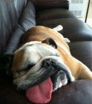 chicho - Bouledogue Anglais M&acirc;le (1 an)