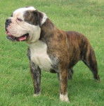 kimberly - Bouledogue Anglais (2 ans)