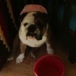 Gladys - Bouledogue Anglais (3 ans)