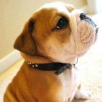 Elviss - Bouledogue Anglais Mâle (8 mois)