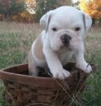 Bully - Bouledogue Anglais M&acirc;le (9 mois)