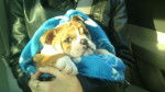 Daisy - Bouledogue Anglais (9 mois)