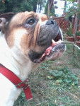 Bonbon - Bouledogue Anglais (3 ans)