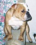 Bulldog Anglais - Bouledogue Anglais