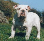 Bulldog Anglais - Bouledogue Anglais