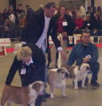 Bulldog Anglais - Bouledogue Anglais