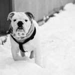 bulldog anglais - Bouledogue Anglais