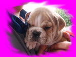 cayenne bulldog anglais - Bouledogue Anglais