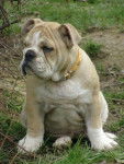 cayenne bulldog anglaise - Bouledogue Anglais
