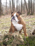 bulldog anglais al pacino du loch victoria's bulls - Bouledogue Anglais