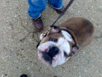 Ma bulldog Anglais Uston Martin DB des patibullies - Bouledogue Anglais