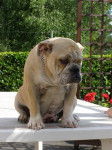 bulldog anglais - Bouledogue Anglais