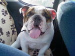 atchoum, bulldog anglais - Bouledogue Anglais