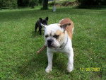 bulldog anglais - Bouledogue Anglais