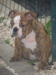 bulldog anglais Caramel - Bouledogue Anglais