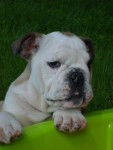 Caly - bulldog anglais - Bouledogue Anglais