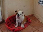 bulldog anglais - Bouledogue Anglais