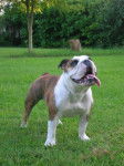 bulldog anglais - Bellis - Bouledogue Anglais
