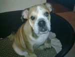 Madeleine Bulldog Anglais - Bouledogue Anglais