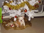 Bulldog anglais - Bouledogue Anglais