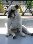 BULLDOG ANGLAIS - FAWN - Bouledogue Anglais