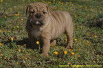 Chiot Bulldog Anglais en photo - Bouledogue Anglais