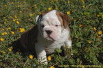 Joli chiot Bulldog anglais - Bouledogue Anglais