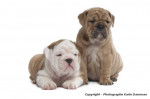 Chiots Bulldogs Anglais - Bouledogue Anglais
