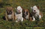 Groupe chiots Bulldogs Anglais - Bouledogue Anglais
