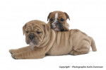 Deux chiots Bulldogs Anglais - Bouledogue Anglais