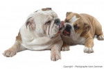 Complicit&eacute; Bulldogs Anglais - Karin Damman - Bouledogue Anglais