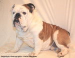 Photo de Bulldog Anglais - Bouledogue Anglais