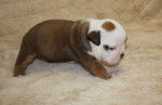 Chiot Bulldog anglais - Bouledogue Anglais