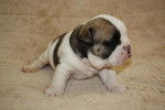 Chiot bulldog anglais - Bouledogue Anglais