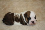 Petit chiot bulldog anglais - Bouledogue Anglais
