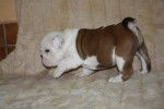 Chiot bulldog anglais - Bouledogue Anglais