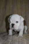 Chiot bulldog anglais - Bouledogue Anglais
