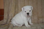Chiot Bulldog Anglais - Bouledogue Anglais