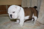 Chiot bulldog anglais - Bouledogue Anglais