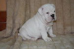 Chiot bulldog anglais - Bouledogue Anglais