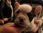 Jeune chiot Bouledogue Anglais - Bouledogue Anglais